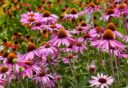 paarse bloemen in veld.