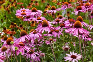 paarse bloemen in veld.