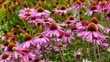 paarse bloemen in veld.