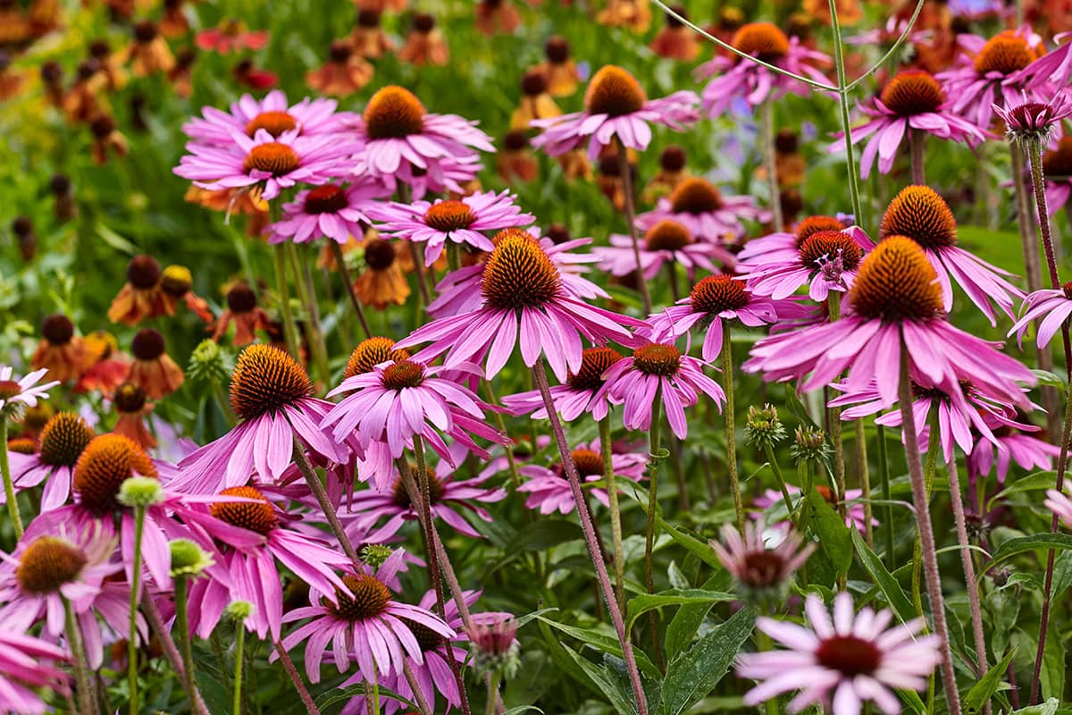 paarse bloemen in veld.