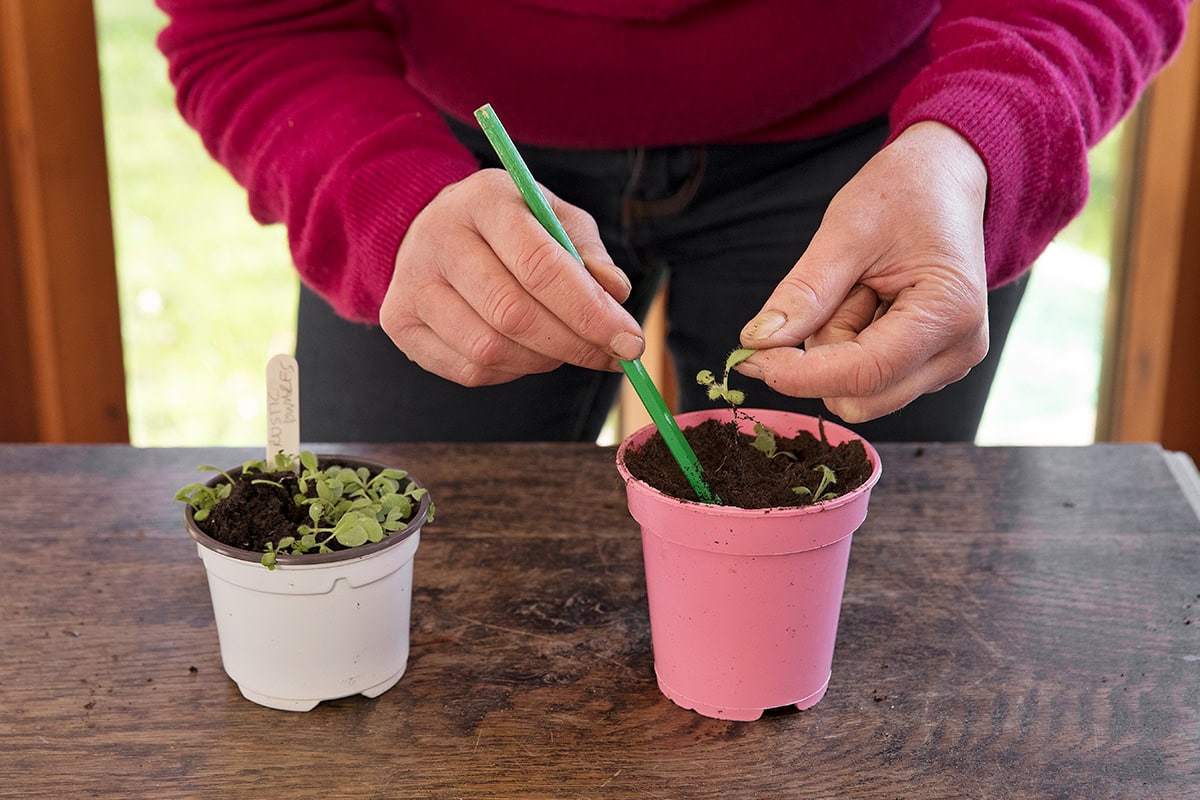 man heeft zaailing vast en trekt deze voorzichtig uit pot