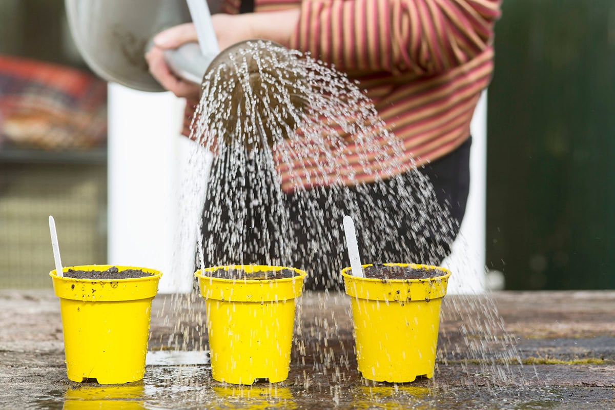 water wordt op potjes gegoten met gieter