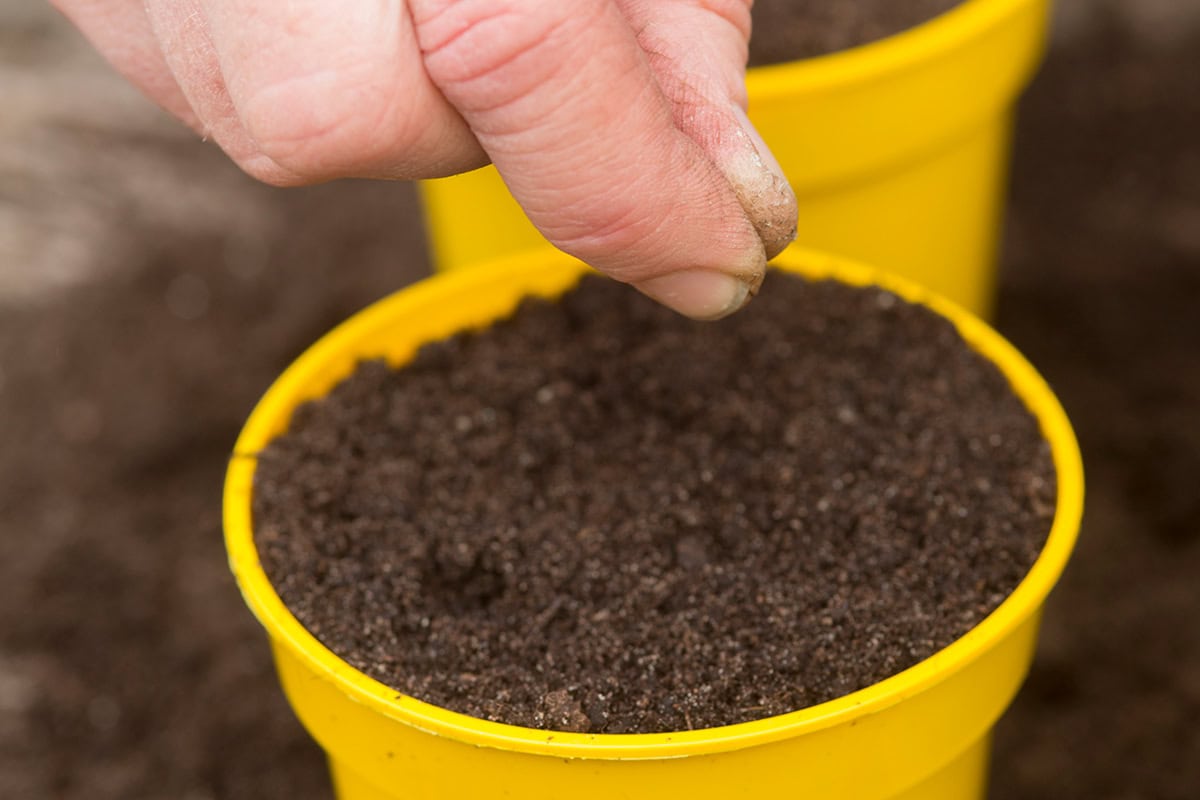 Hand boven potje met aarde laat zaadjes vallen