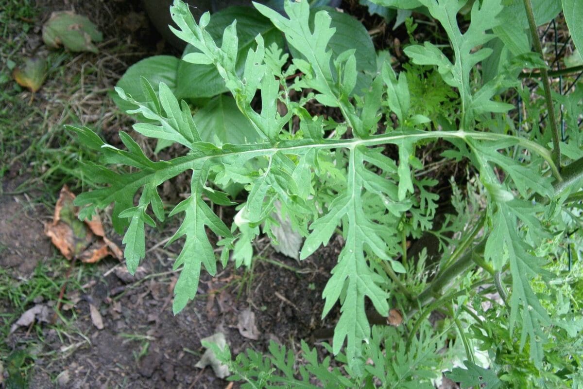 Alsemambrosia blad