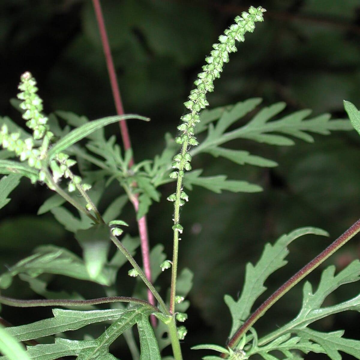Alsemambrosium detail