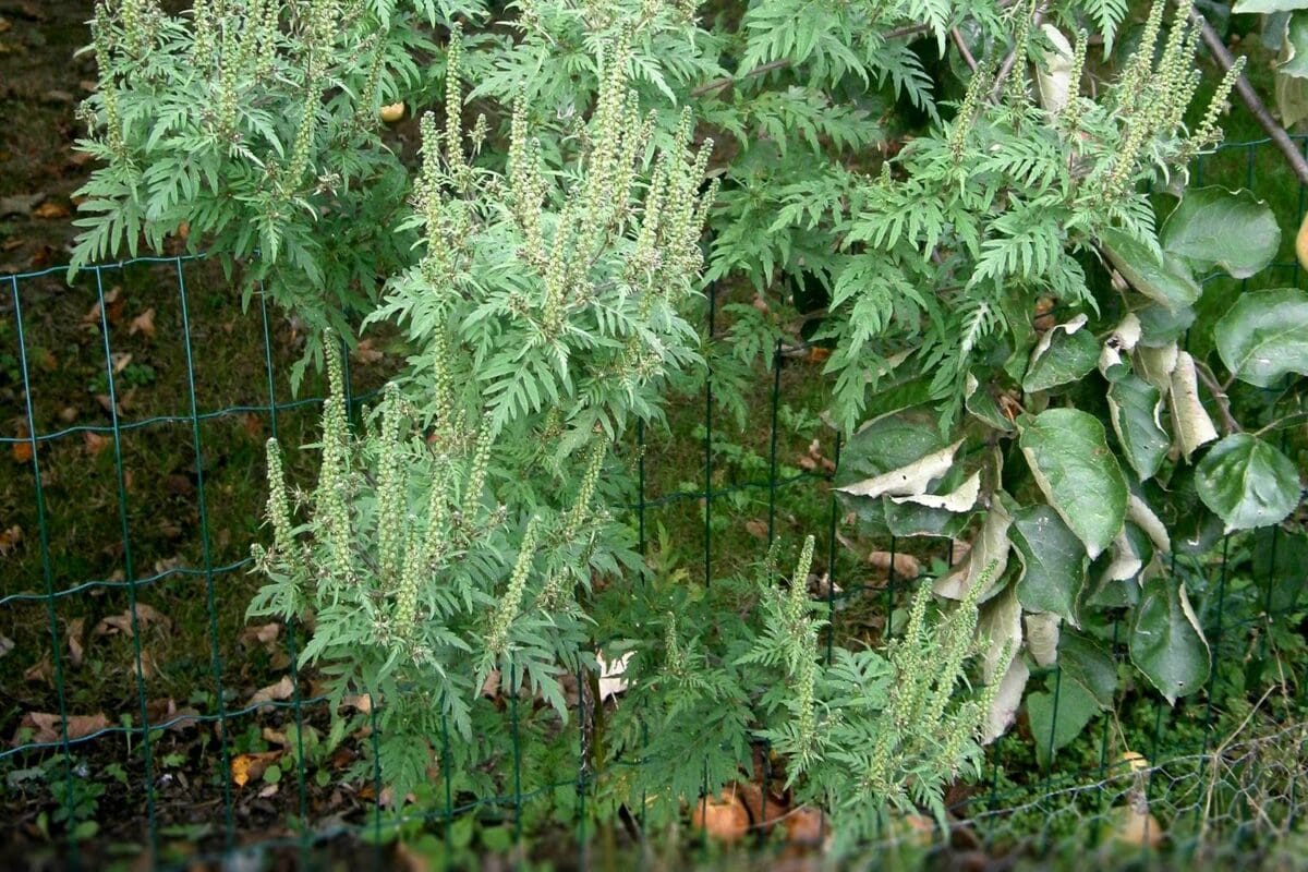 Alsemambrosia in een kippenhok