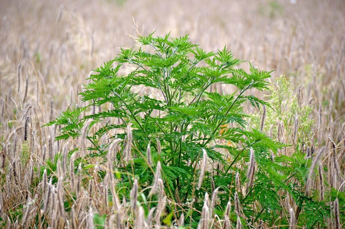 Ambrosia artemisiifolia