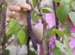 Stokslaboon 'Cosse Violette'