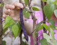 Stokslaboon 'Cosse Violette'