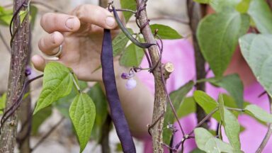 Stokslaboon 'Cosse Violette'