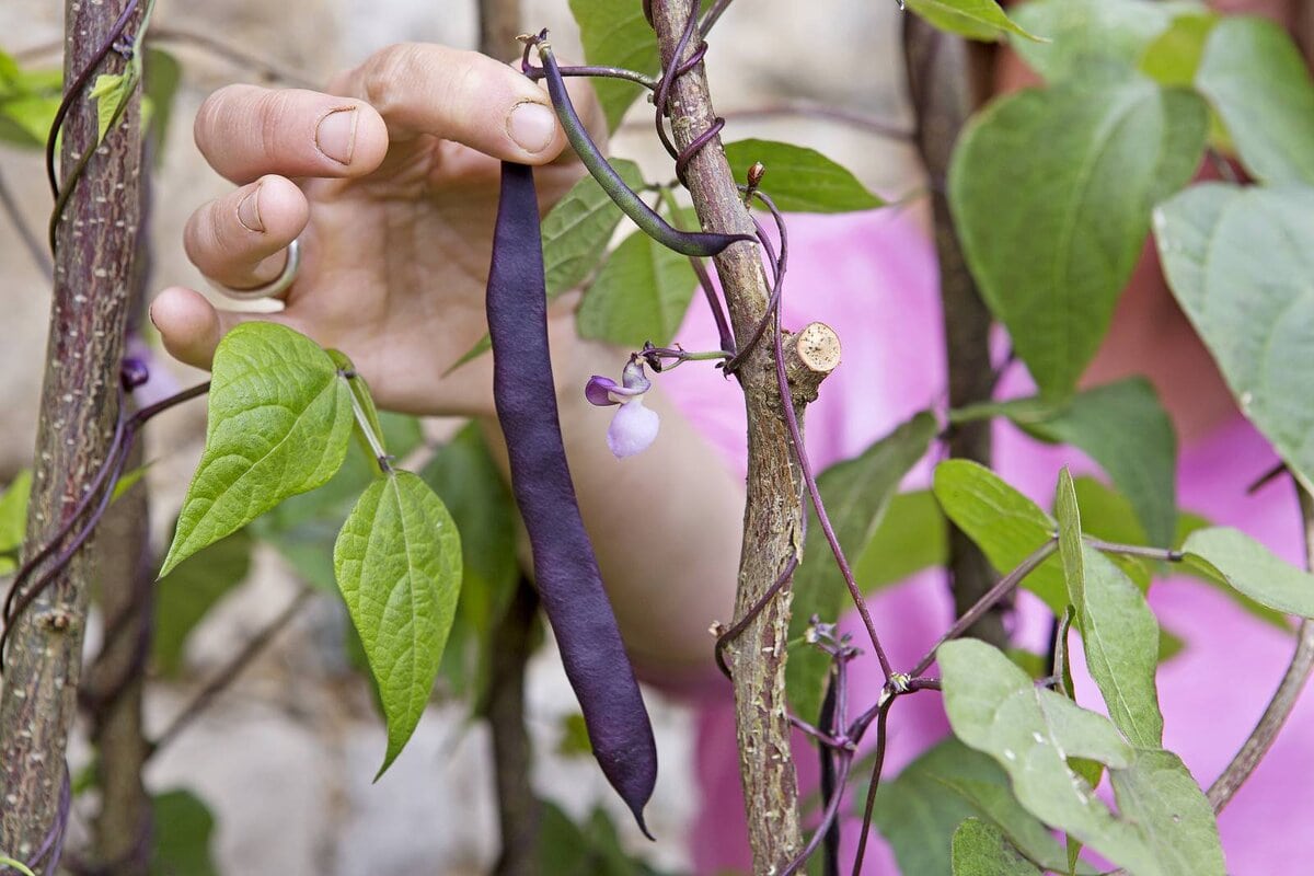 Stokslaboon 'Cosse Violette'
