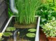 Vijverbak met regenpijp en planten