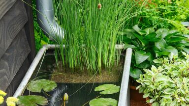 Vijverbak met regenpijp en planten