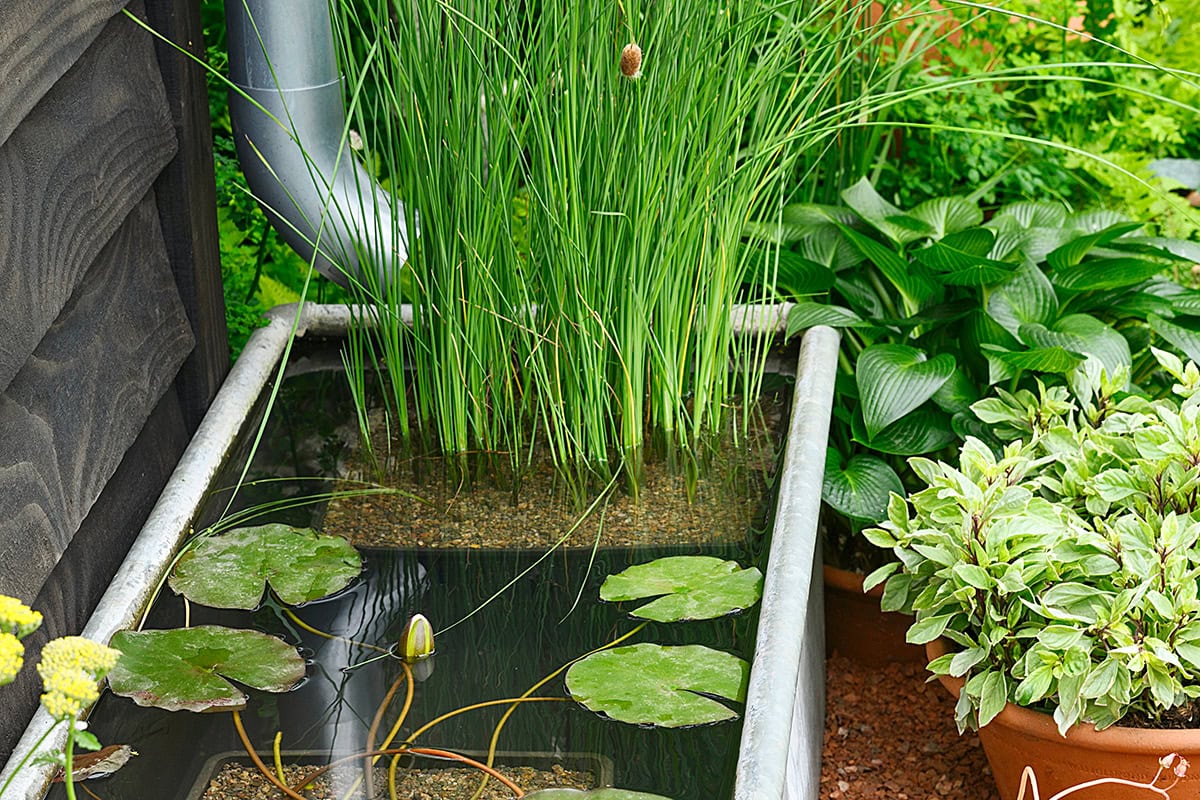 Vijverbak met regenpijp en planten