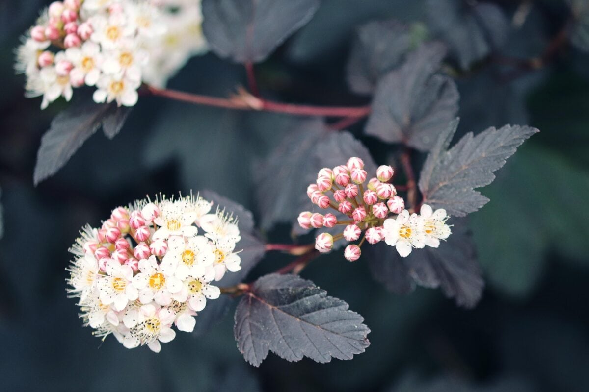 Hortensia alternatief: Physocarpus opulifolius