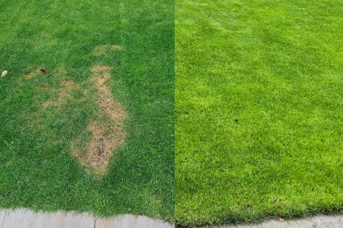 Gras met kale plekken en gras zonder kale plekken