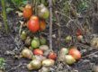 Een tomatenplant die ziek is door aardappelziekte, met bedorven vruchten.