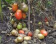 Een tomatenplant die ziek is door aardappelziekte, met bedorven vruchten.