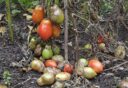 Een tomatenplant die ziek is door aardappelziekte, met bedorven vruchten.