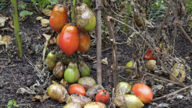 Een tomatenplant die ziek is door aardappelziekte, met bedorven vruchten.
