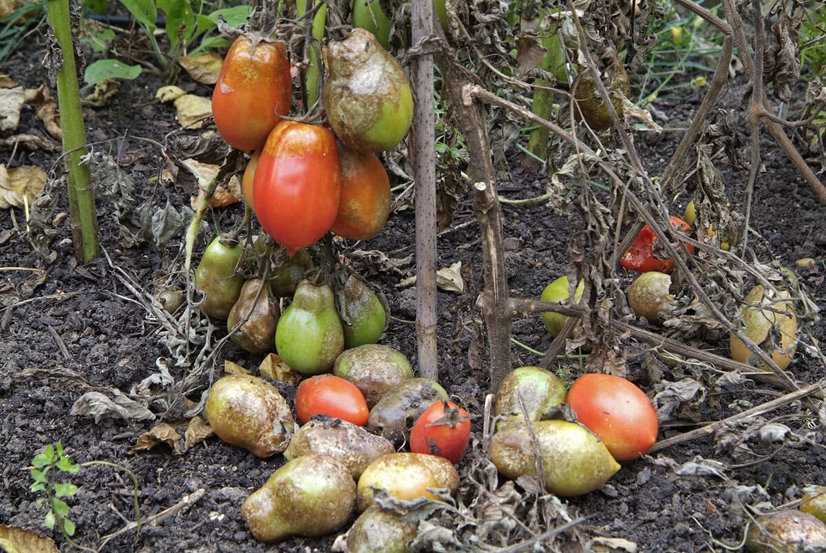 Een tomatenplant die ziek is door aardappelziekte, met bedorven vruchten.