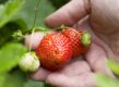 Iemand houdt aardbeien aan de plant vast.