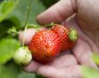 Iemand houdt aardbeien aan de plant vast.
