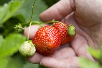 Iemand houdt aardbeien aan de plant vast.
