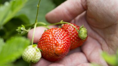 Iemand houdt aardbeien aan de plant vast.