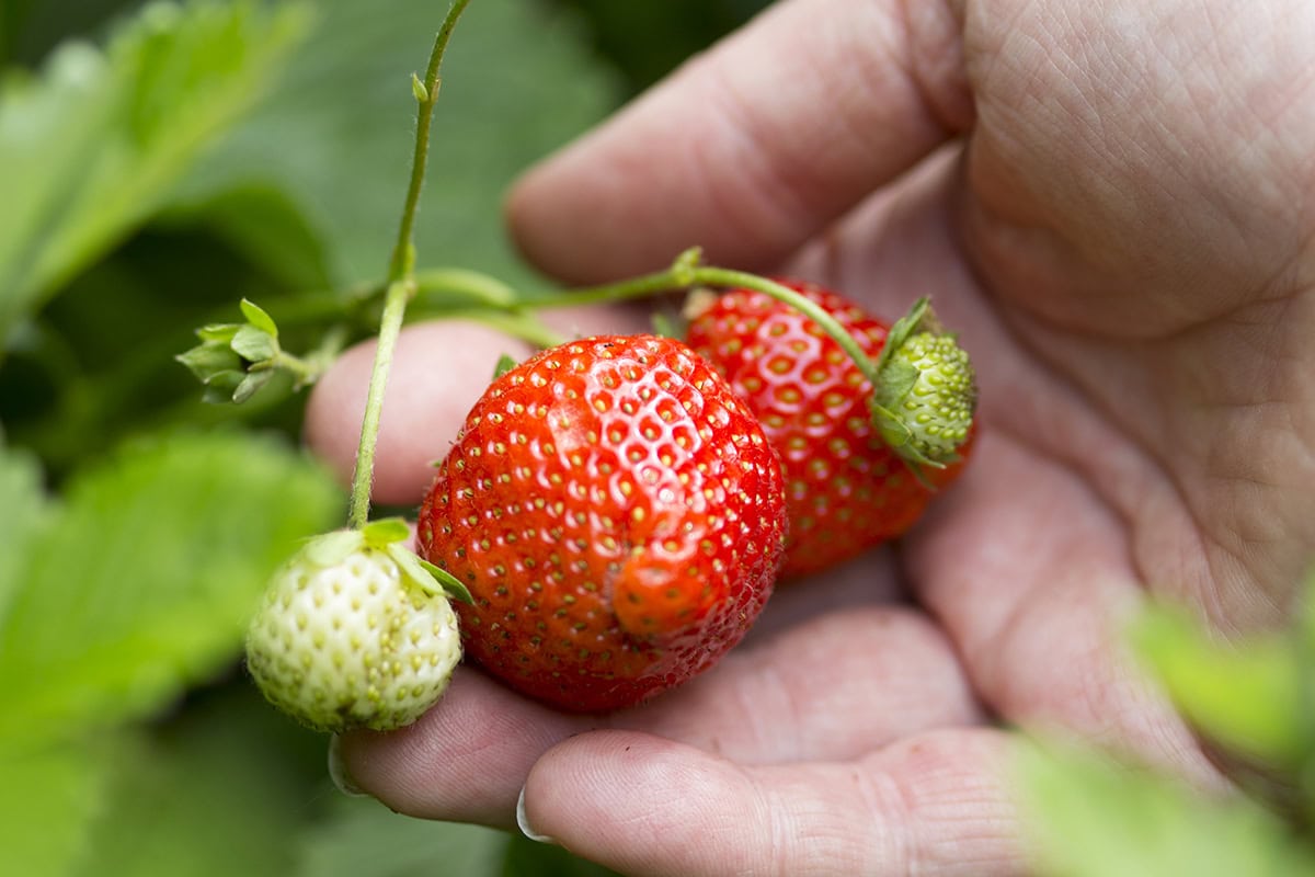 Iemand houdt aardbeien aan de plant vast.
