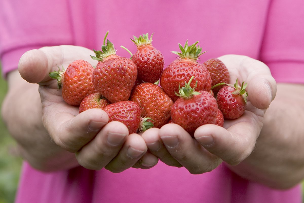 Iemand in een roze shirt houdt twee handen vol aardbeien vast.