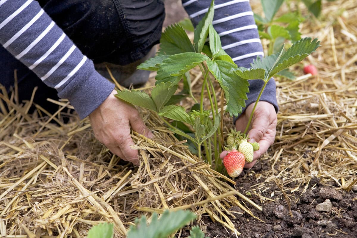Iemand legt stro aan de voet van een aardbeienplant in de tuin.