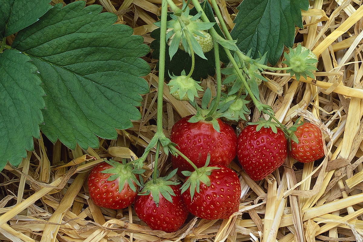 Aardbeien met een laagje stro op de grond.