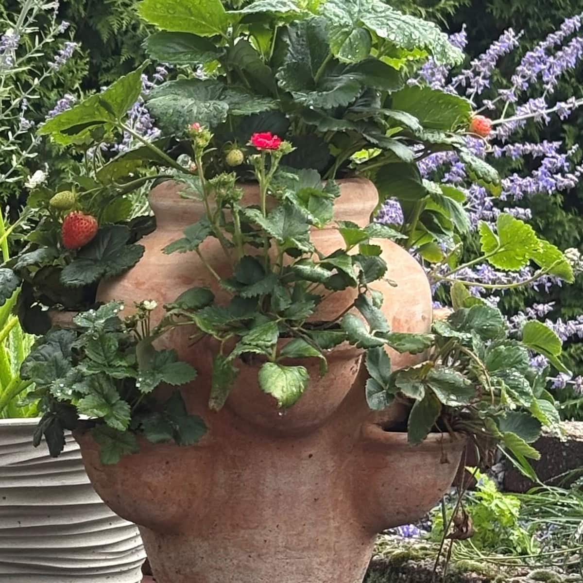 Een aardbeienpot in de tuin.