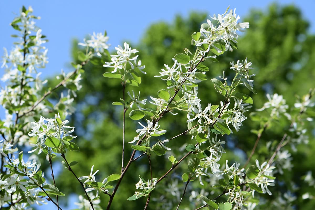 Witte bloemen aan struik met ovale groene blaadjes.