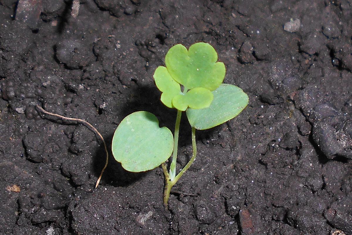Akelei jong plantje