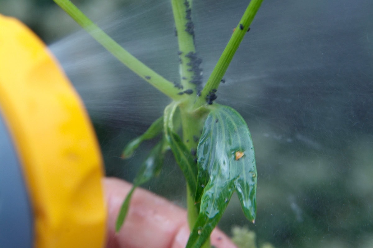 Waterstraal spuit tegen beestjes op groene stengel