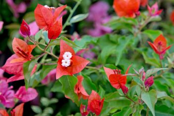 Plant met driehoekige rode bloemblaadjes en grote witte stampers.