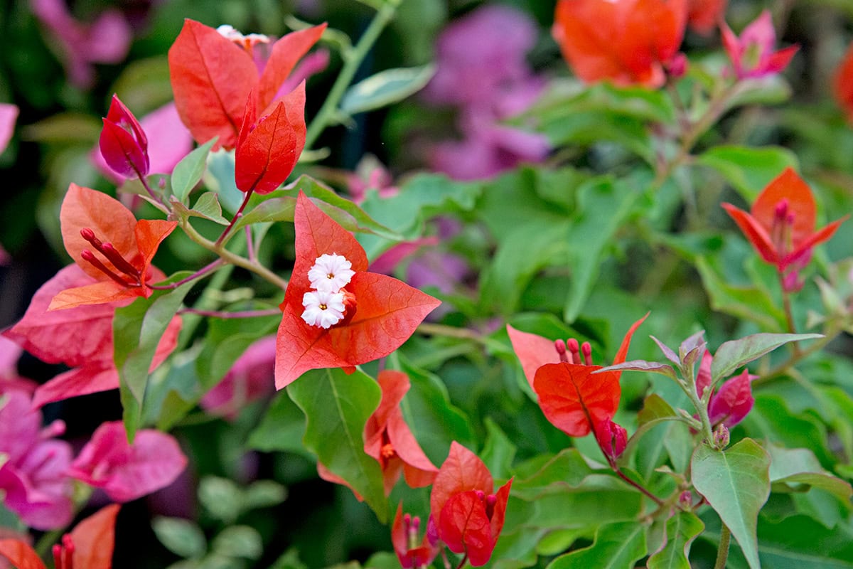 Plant met driehoekige rode bloemblaadjes en grote witte stampers.