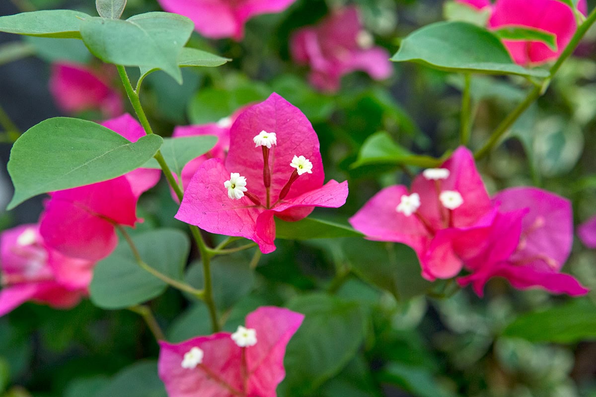 roze bloemen met lichte stampers aan plant met groene bladeren