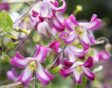 De roze met witte bloemen van de Clematis 'Odoriba'.