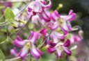 De roze met witte bloemen van de Clematis 'Odoriba'.