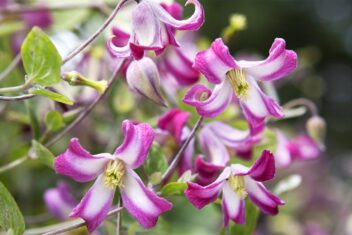 De roze met witte bloemen van de Clematis 'Odoriba'.
