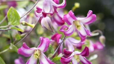 De roze met witte bloemen van de Clematis 'Odoriba'.