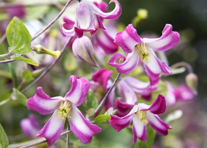 De roze met witte bloemen van de Clematis 'Odoriba'.