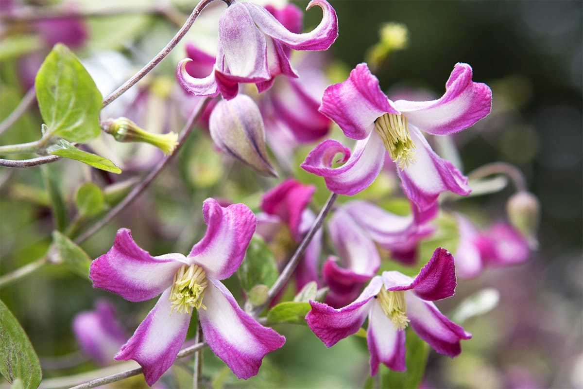 De roze met witte bloemen van de Clematis 'Odoriba'.