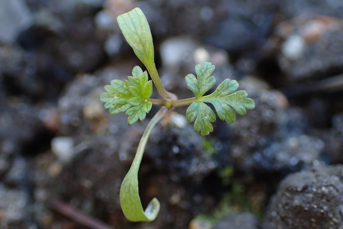 Zaailing van gevlekte scheerling (Conium maculatum)