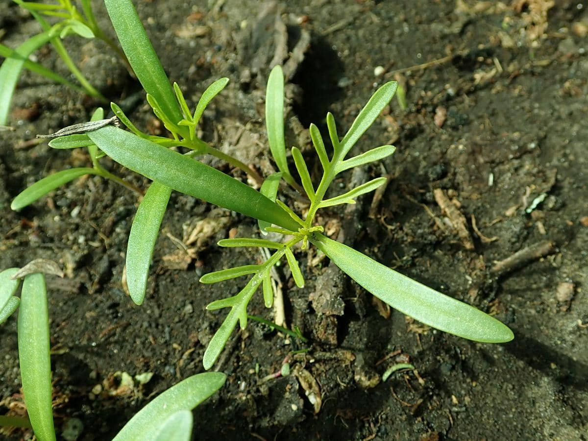 Cosmea zaailing