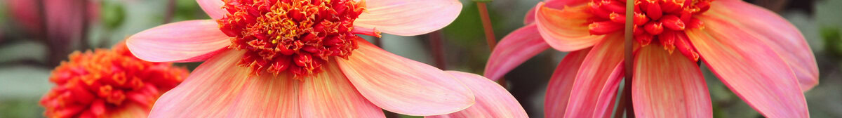 De abrikooskleurige bloemen van Dahlia 'Totally Tangerine'