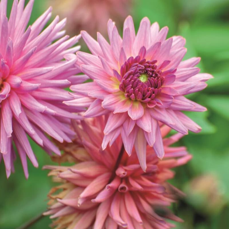 Biologische dahlia's